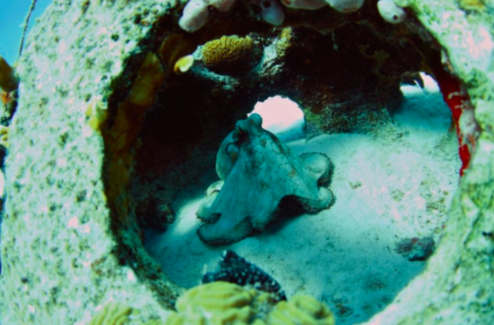An octopus hides inside a coral structure on the sandy ocean floor, surrounded by marine life.