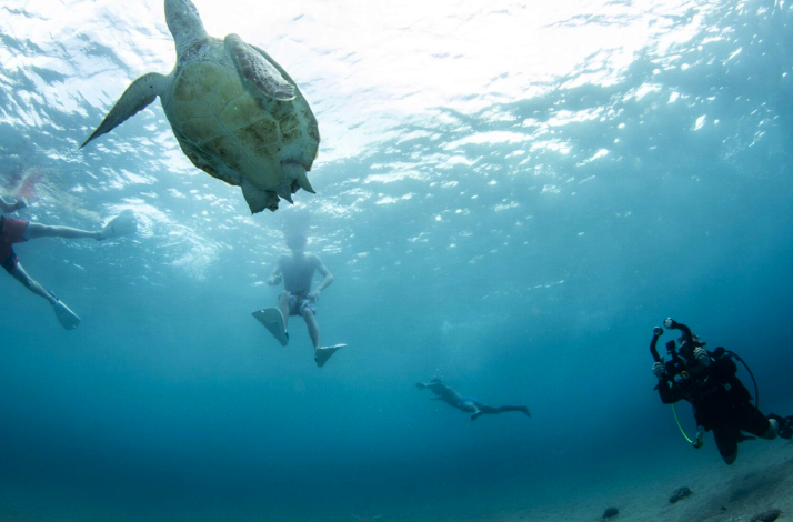 Snorkelers and a diver swimming with a sea turtle at Playa Forti, Curaçao.