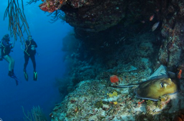 Two scuba divers explore a vibrant coral reef wall, with a stingray resting on the ocean floor nearby.