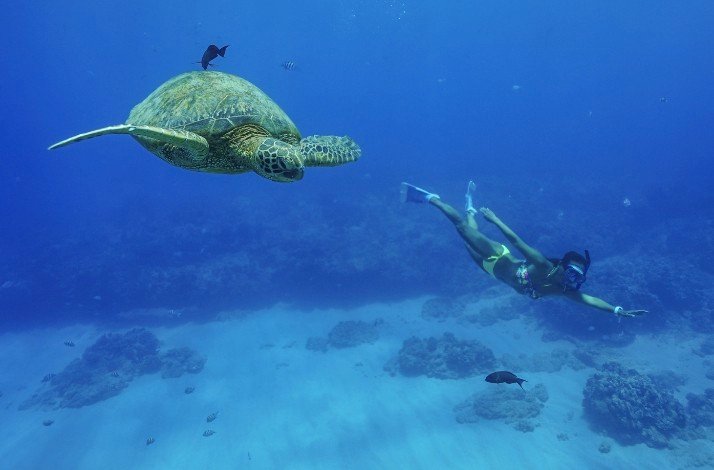 Sea turtle swimming with a diver near the bottom of the ocean.