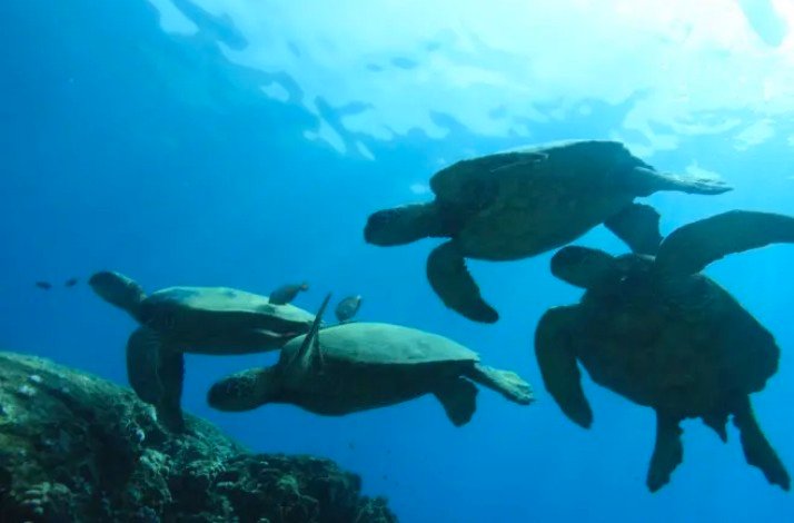 Four sea turtles swimming in the ocean.