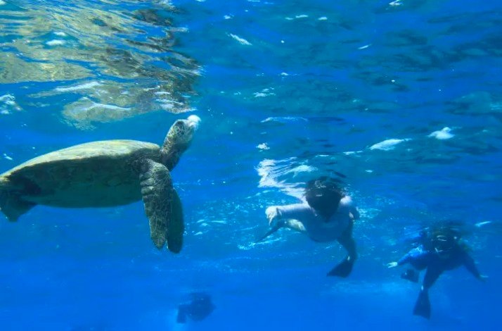 Divers surrounded by sea turtles in the ocean.