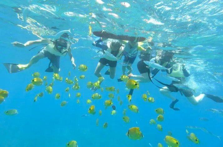 Divers swimming alongside yellow fish in the ocean.