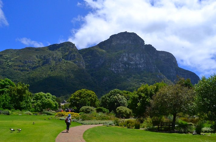 The scenic view of the nature at serene Kirstenbosch Gardens.