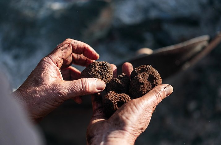 Close-up of hands holding Black Truffles at The Truffle Farm Tasmania