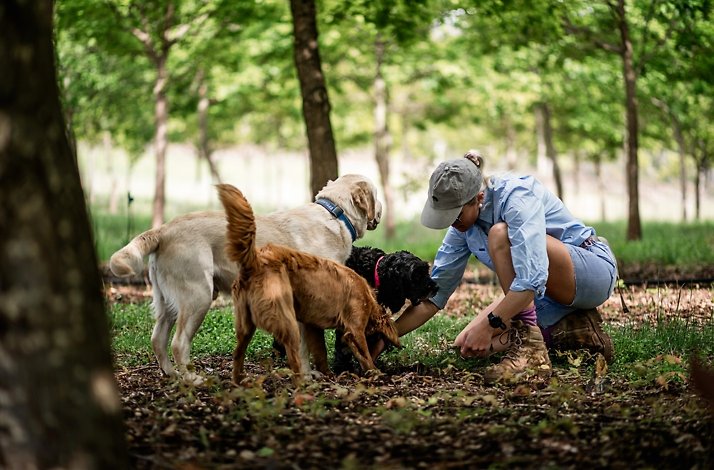 A person looking for Black Truffles at The Truffle Farm with a group of dogs