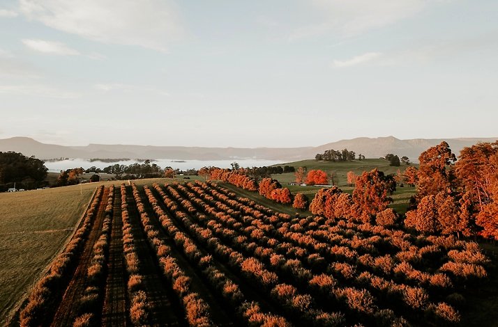 Aerial view of The Truffle Farm