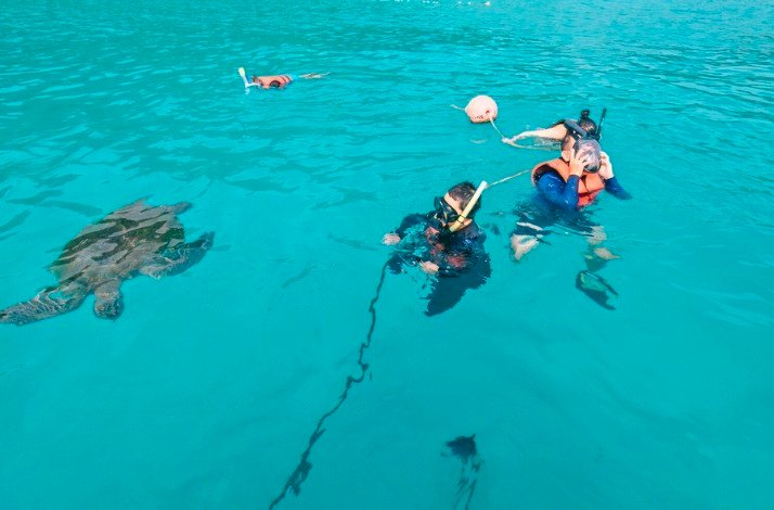 People doing snorkel with sea turtles