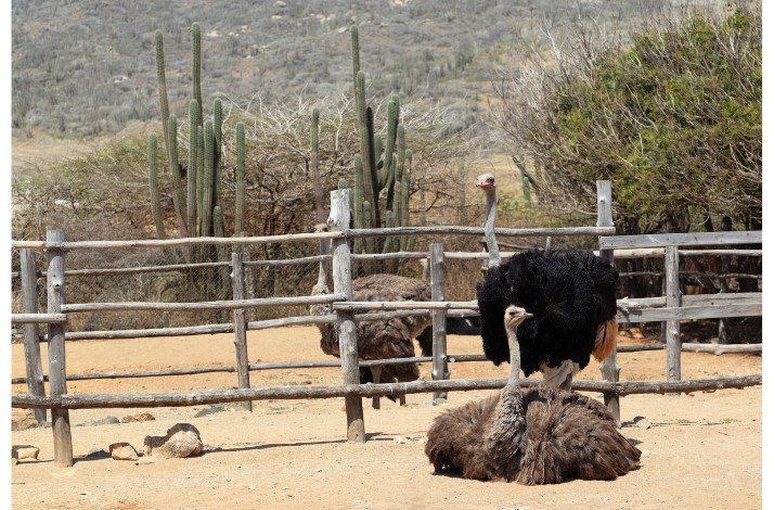 Ostriches walking around their pens at Ostrich Farm, Aruba