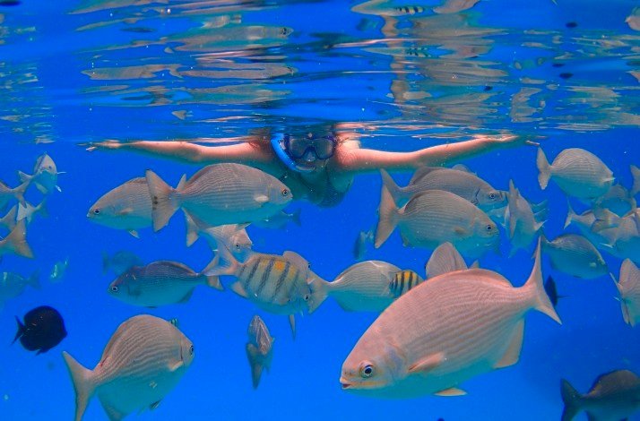 An action shot of the swimmer diving  Caribbean sea.