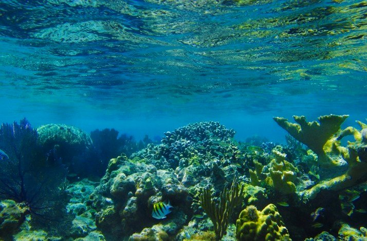 Underwater view showcasing coral reefs and fish in the Caribbean sea.