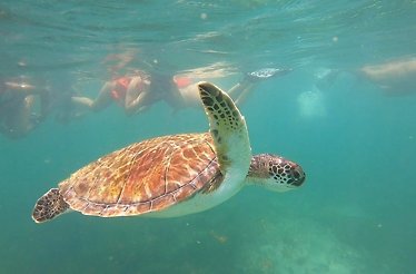 A view of the turtle gliding through the ocean along with swimmers Caribbean sea.