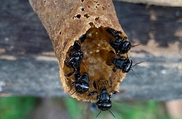 Little insect inhabitants of Costa Rica.