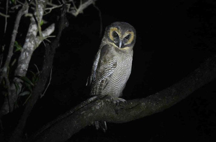 Majestic owl resting on a tree branch at the Western Ghats.