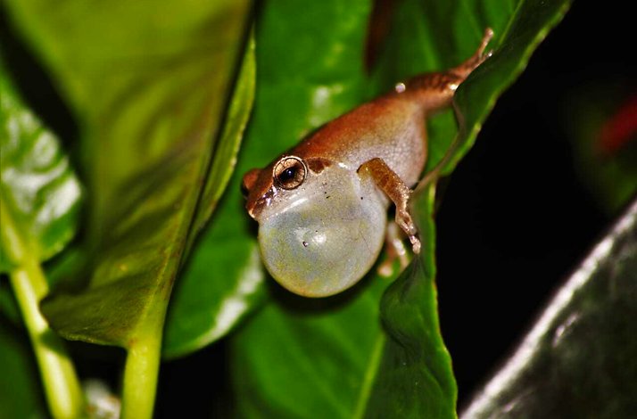 Frog on a leaf at the Western Ghats.