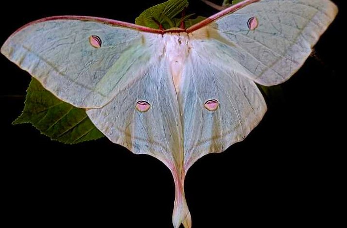 Actias ningpoana, the Chinese moon moth, is a species of moth in the family Saturniidae at the Western Ghats.