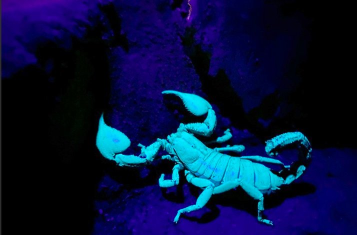 A striking scorpion at the Western Ghats.