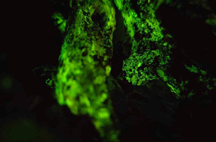 The magic of nature at the Western Ghats.