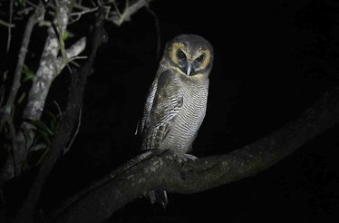 Majestic owl resting on a tree branch at the Western Ghats.