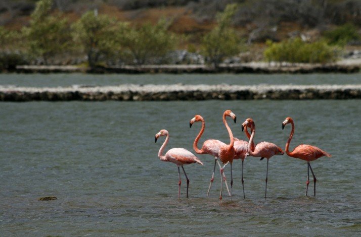 Salt plains of Jan Thiel, natural habitat of pink flamingos