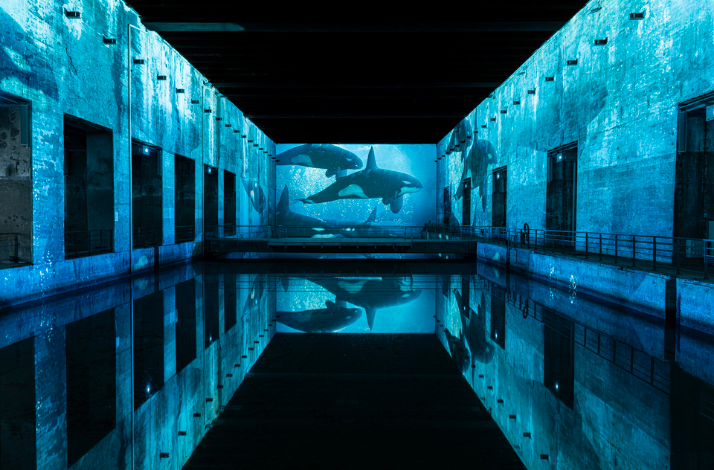 The projections of sea life at Bassins des Lumières, the largest digital art centre in the world
