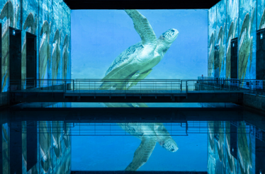 The projections of sea life at Bassins des Lumières, the largest digital art centre in the world