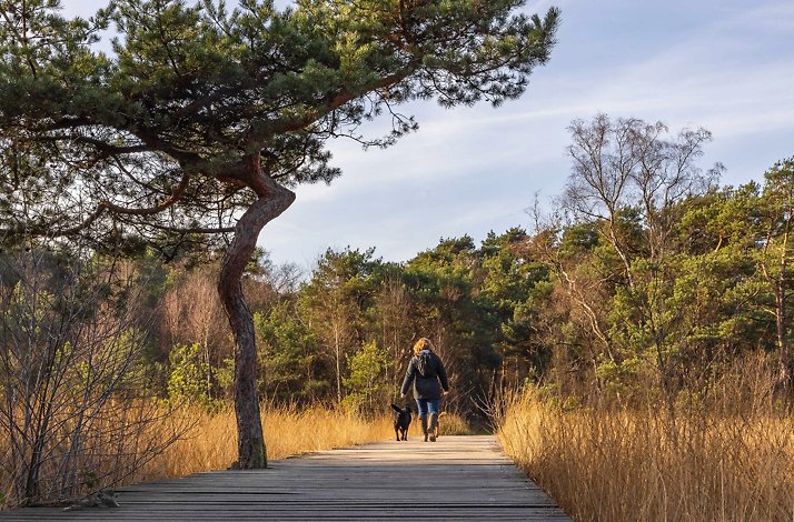 Scenic walk through Twickel woodland path.