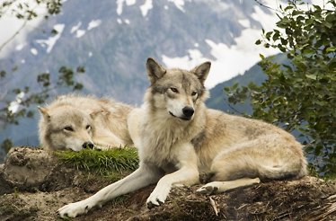 White wolves lying on a tree trunk.