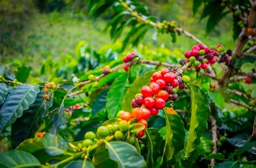 Coffee beans ripening on the tree in a Colombian coffee plantation