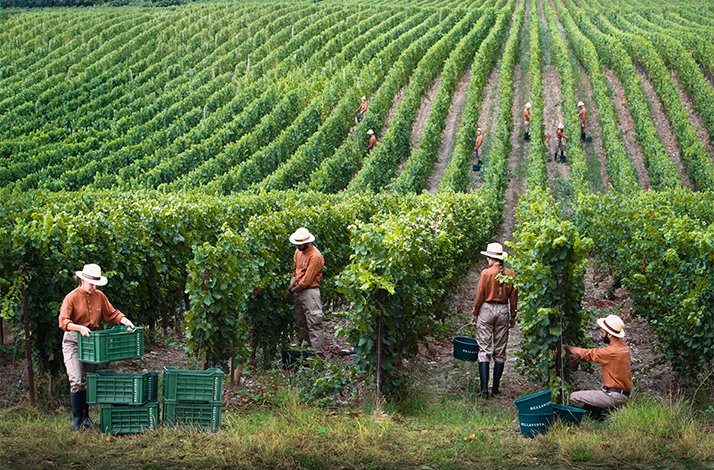 A diverse group of people harvesting grapes in a lush vineyard under clear blue skies.
