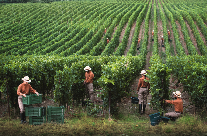A diverse group of people harvesting grapes in a lush vineyard under clear blue skies.