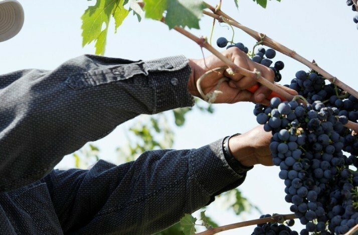 Hands of a farmer handling the grapes on the Crete's wineyards.
