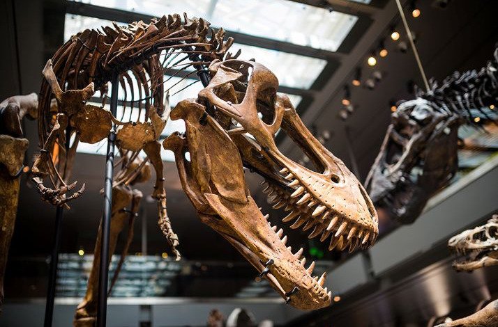 A large skeleton of a dinosaur at Natural History Museum of Los Angeles.