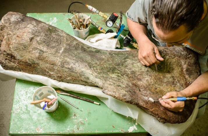 A man working on ancient part of a dinosaur.