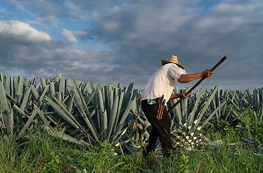 A man in a straw hat harvests agave plants in a green field.