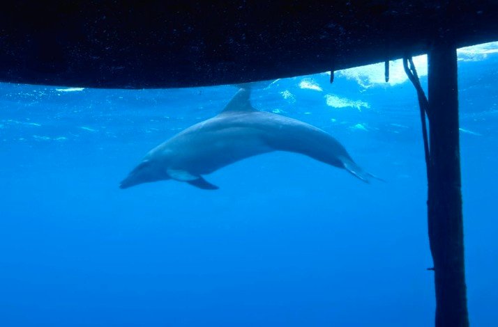 A dolphin swims gracefully past the submarine, offering an up-close view of marine life in its natural habitat