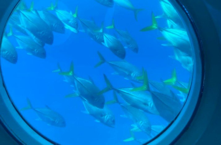 A vibrant school of fish with shimmering bodies and yellow tails swims just outside the submarine window