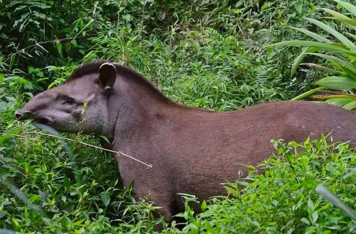 Tapir in the Missionary Forest