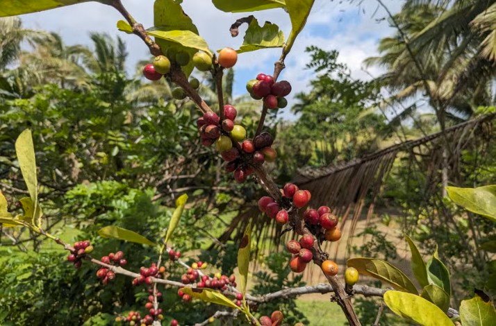 Coffea liberica, commonly known as the Liberian coffee, is a species of flowering plant.