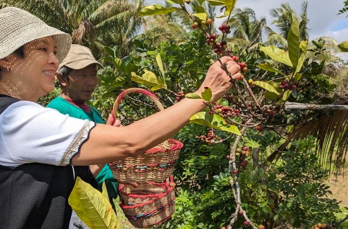 A woman picking coffee beans in Amadeo, Cavite.