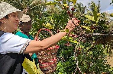 A woman picking coffee beans in Amadeo, Cavite.