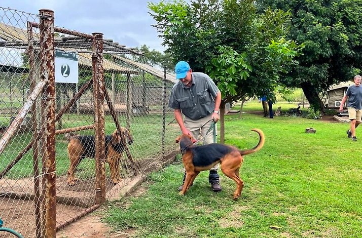 A man is interacting with dogs in and out of a big wired fence cage in a grassy area at Kruger National Park