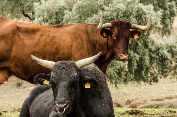 Two horned bulls, one black and one brown, standing among olive trees at Habitat Cigueña Negra.