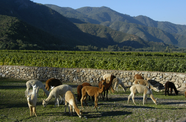 Alpacas grazing in vineyard with mountain backdrop.
