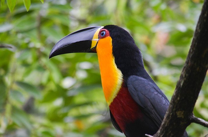 A toucan in the Rio de Janeiro Botanical Garden