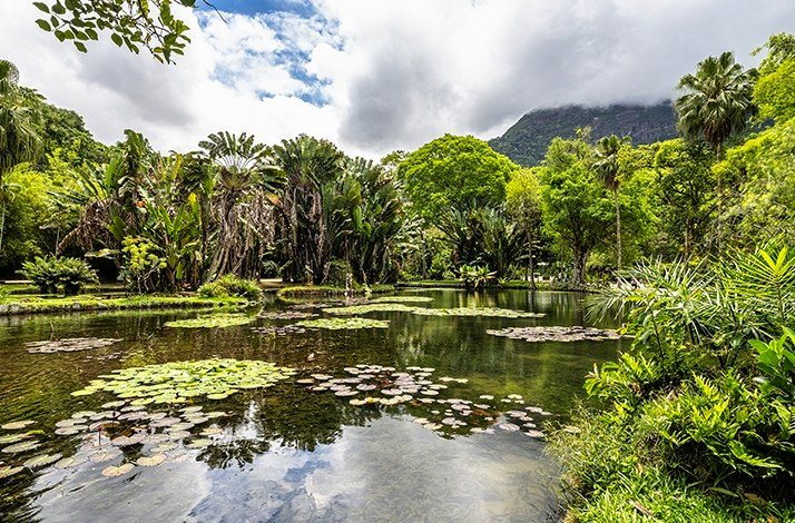 A pond in the Jardim Botânico Gávea in Rio de Janeiro