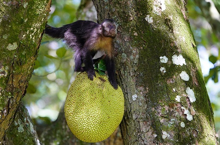 A monkey in the Rio de Janeiro Botanical Garden