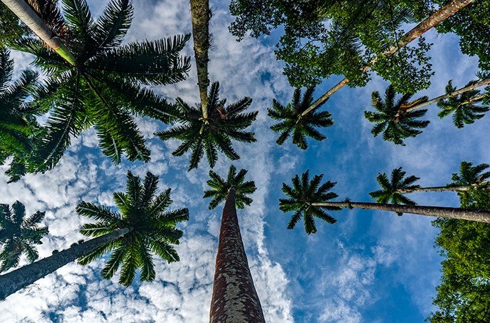 Palm trees in the Rio de Janeiro Botanical Garden