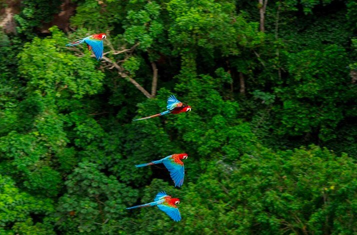 Colorful macaws soaring over Parque Nacional da Tijuca.