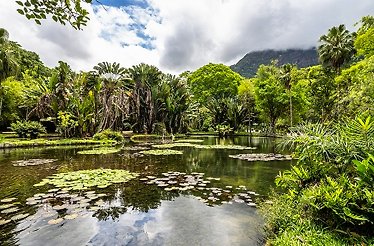 A pond in the Jardim Botânico Gávea in Rio de Janeiro